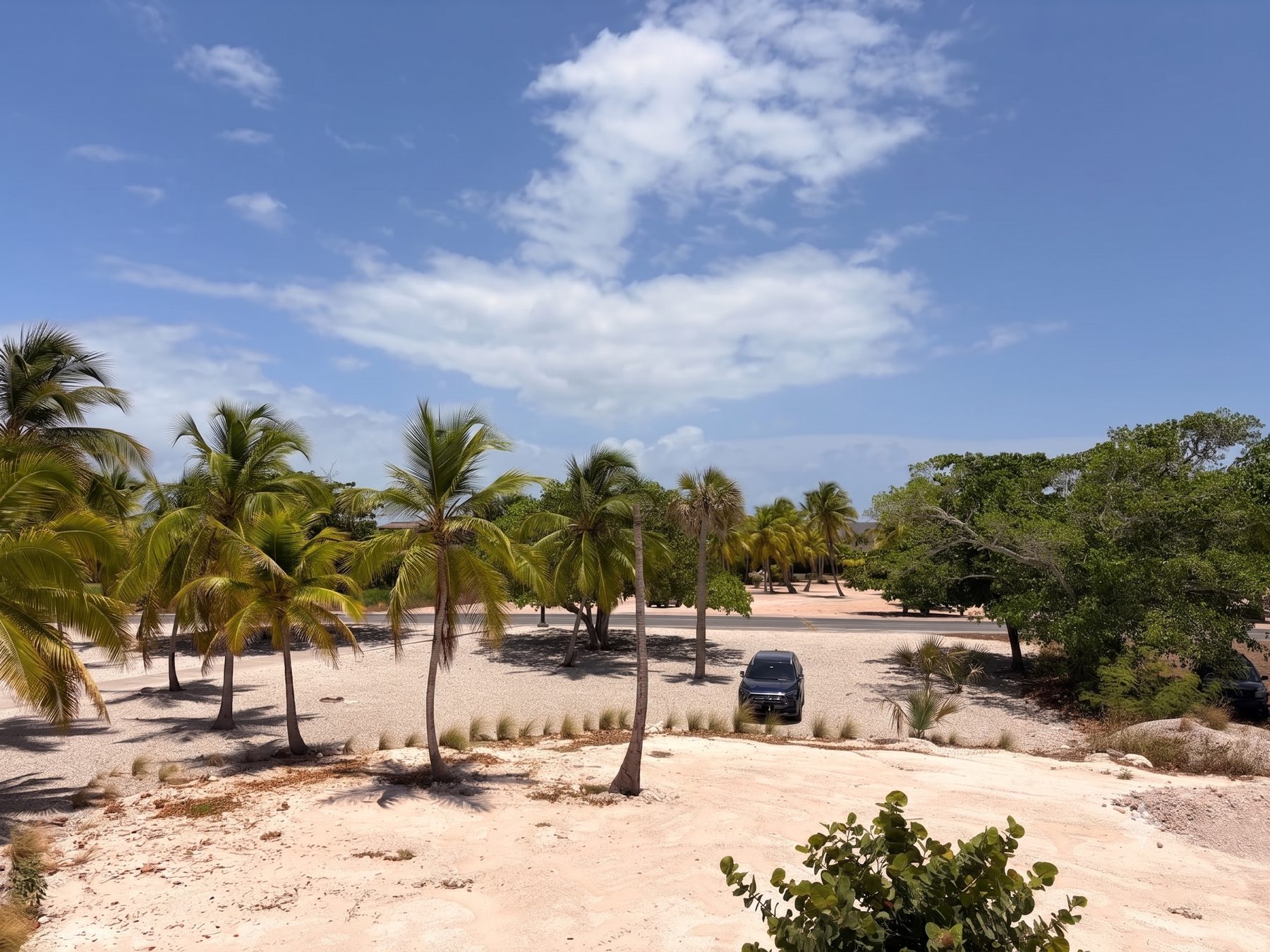 Palm-lined frontage and approach to Las Palmas 104